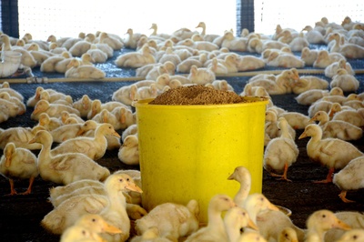 河北献县:肉鸭养殖灾后恢复生产忙